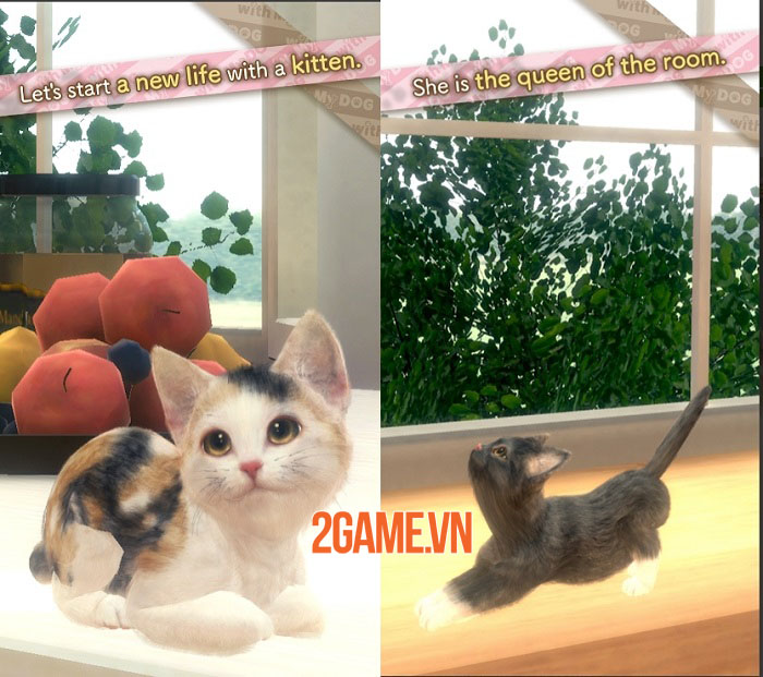 With My CAT - Gặp gỡ và tương tác với những chú mèo con độc đáo 0 With My CAT - Gặp gỡ và tương tác với những chú mèo con độc đáo 0