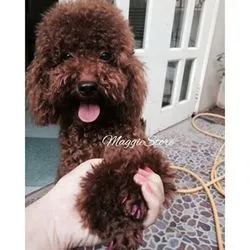 Bài viết Maggie