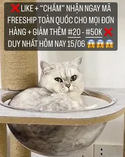 Bài viết Maggie