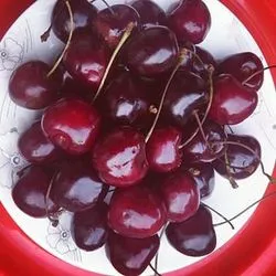 Bài viết Maggie