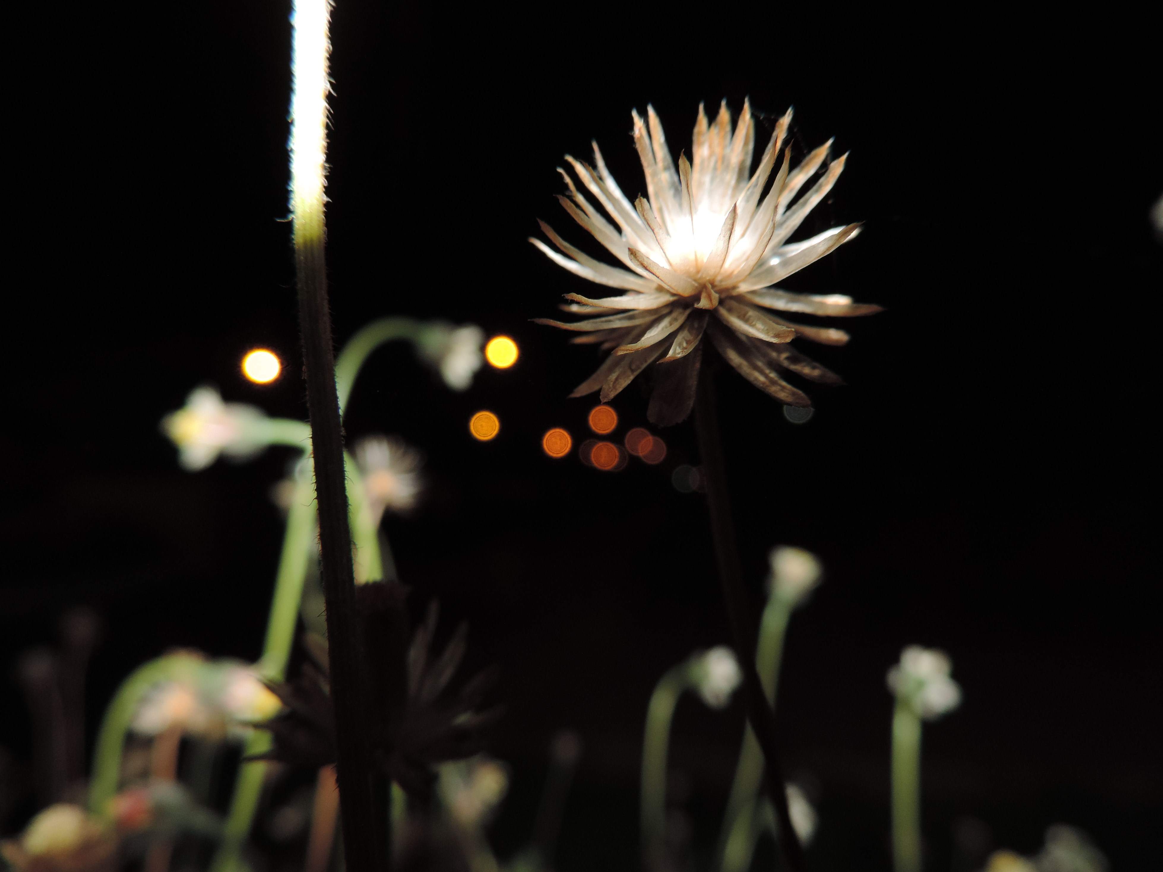 DSCN2903.JPG
