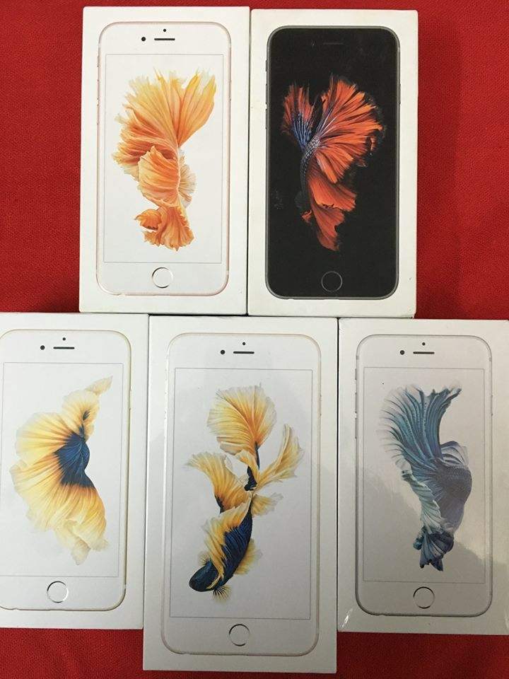 12742273_1147840368560797_1289935959130314351_n.jpg