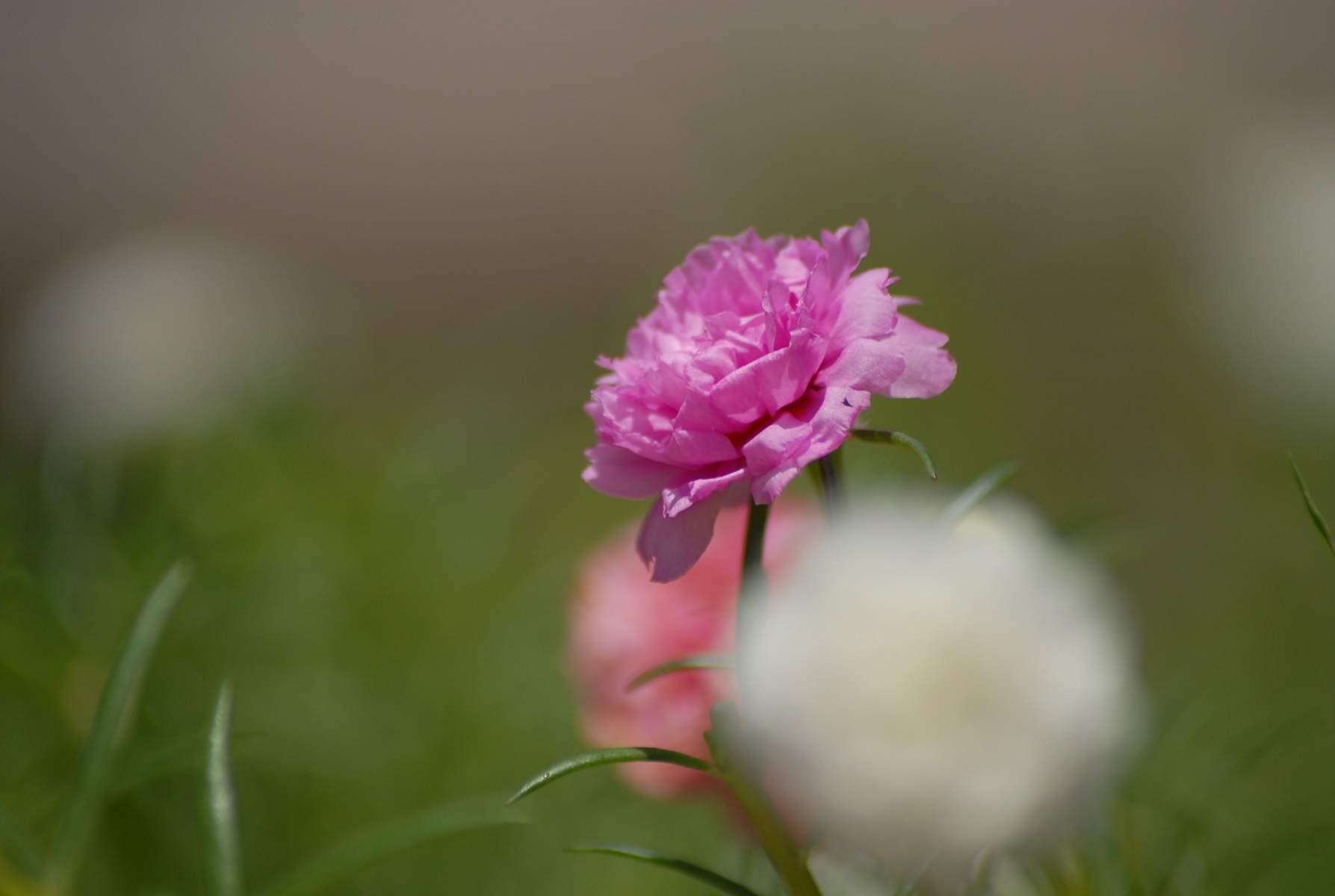 DSC_0017.JPG