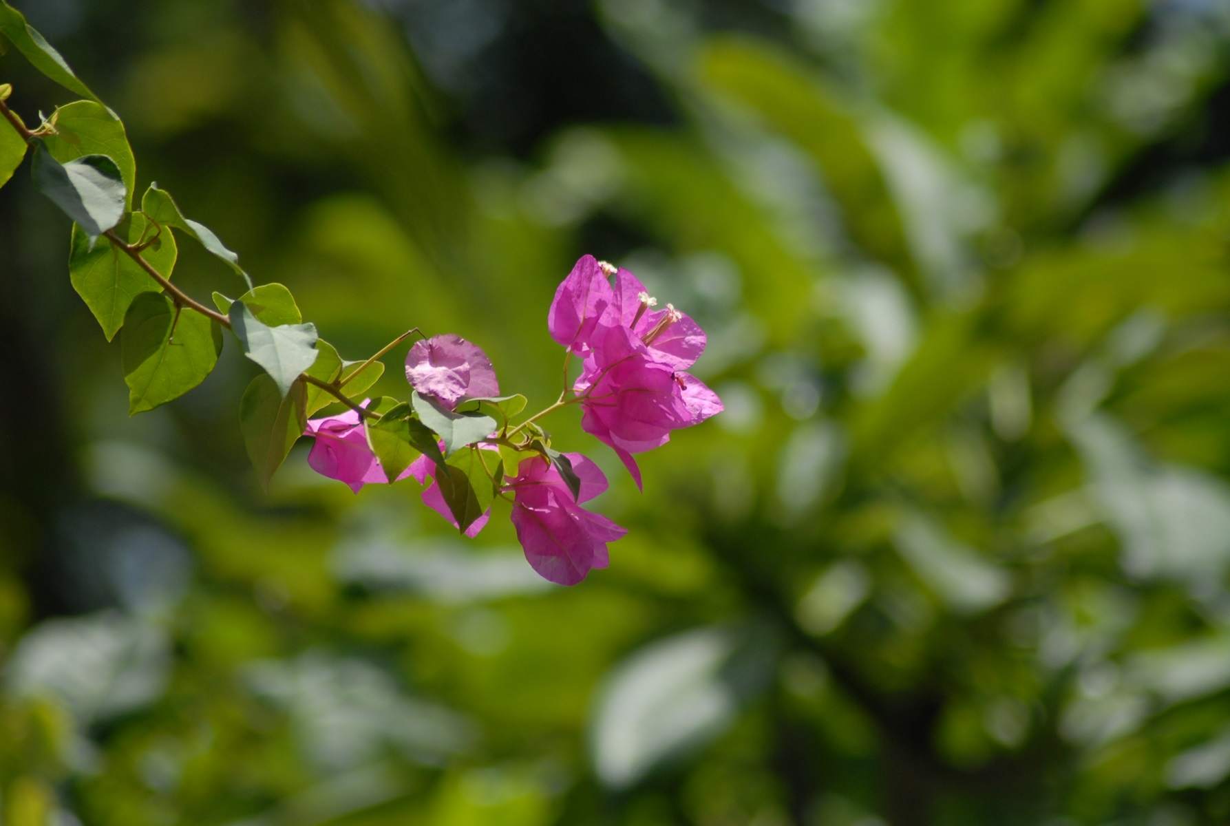 DSC_0035.JPG