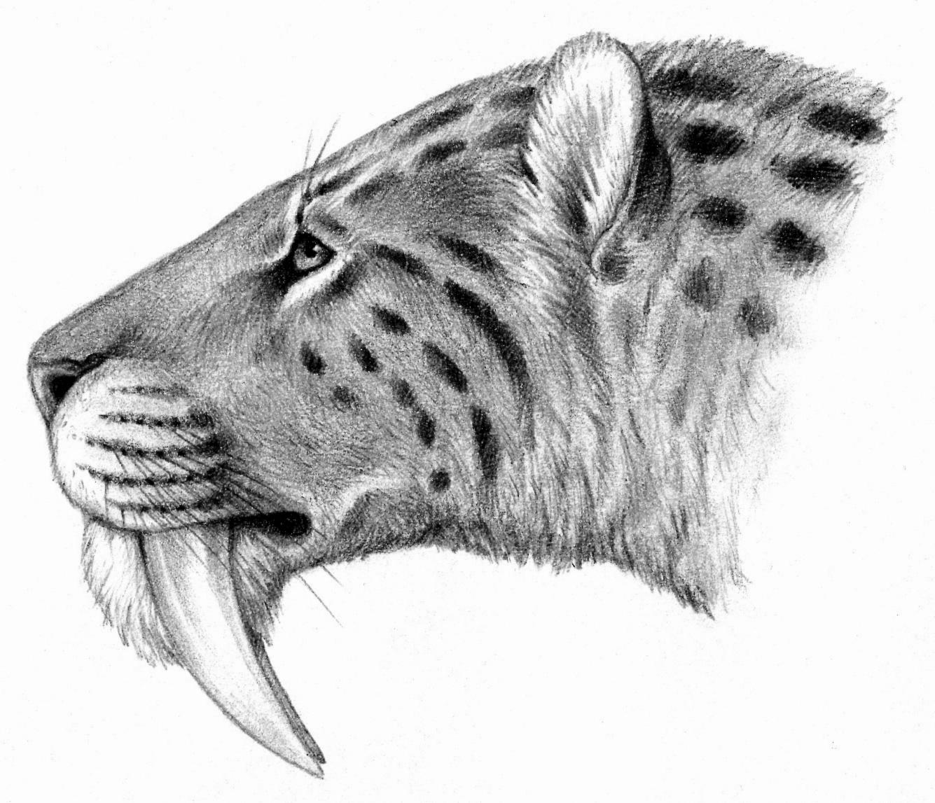 Hướng dẫn Vẽ con hổ răng kiếm độc đáo và thú vị