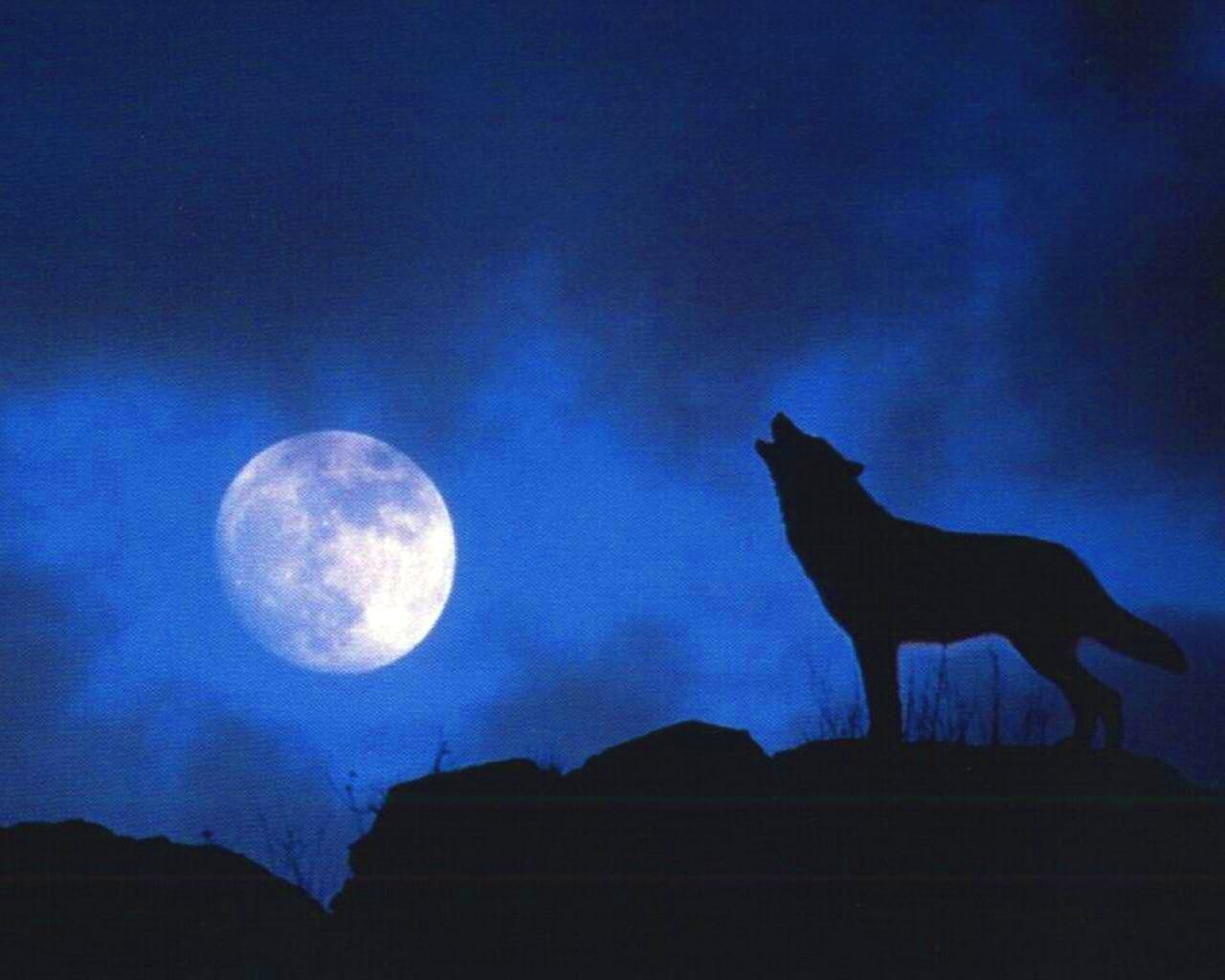 Chi tiết 106+ hình ảnh chó sói dưới trăng mới nhất - thtantai2.edu.vn