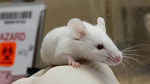 mouse-1-resized.jpg