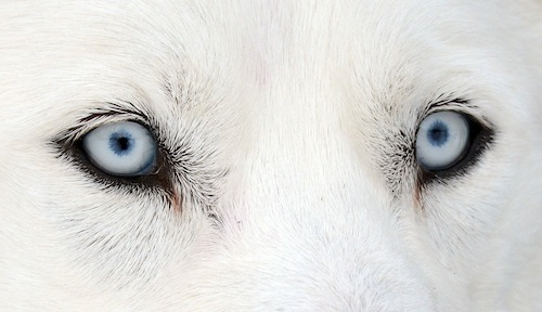 dog_eye.jpg