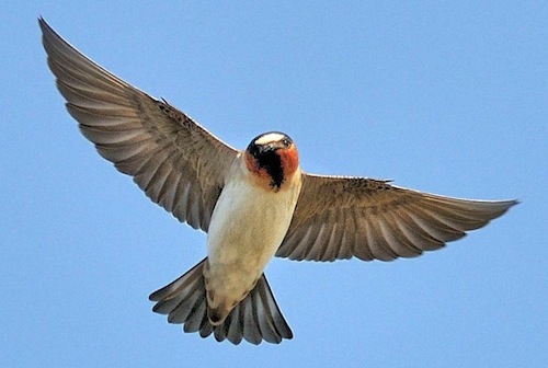 roadkill-breeds-cliff-swallows-shorter-wings-evolution-4.jpg