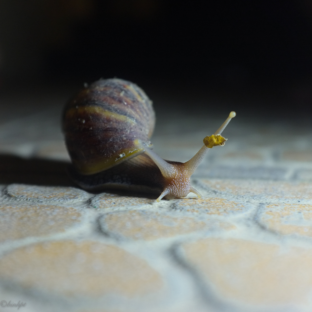 2013-X100-Snail-8122.jpg