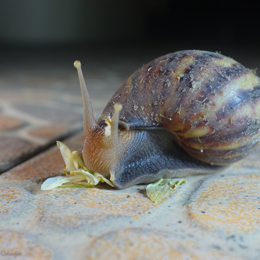 2013-X100-Snail-8187.jpg