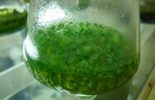 nanocellulose_4.jpg