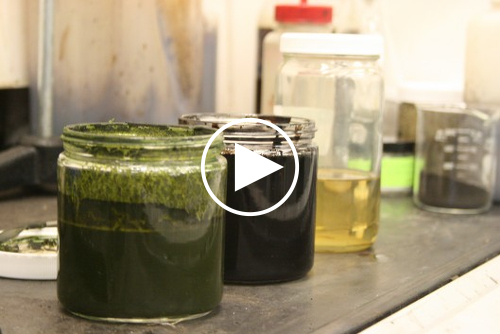 algae-fuel-process.jpg