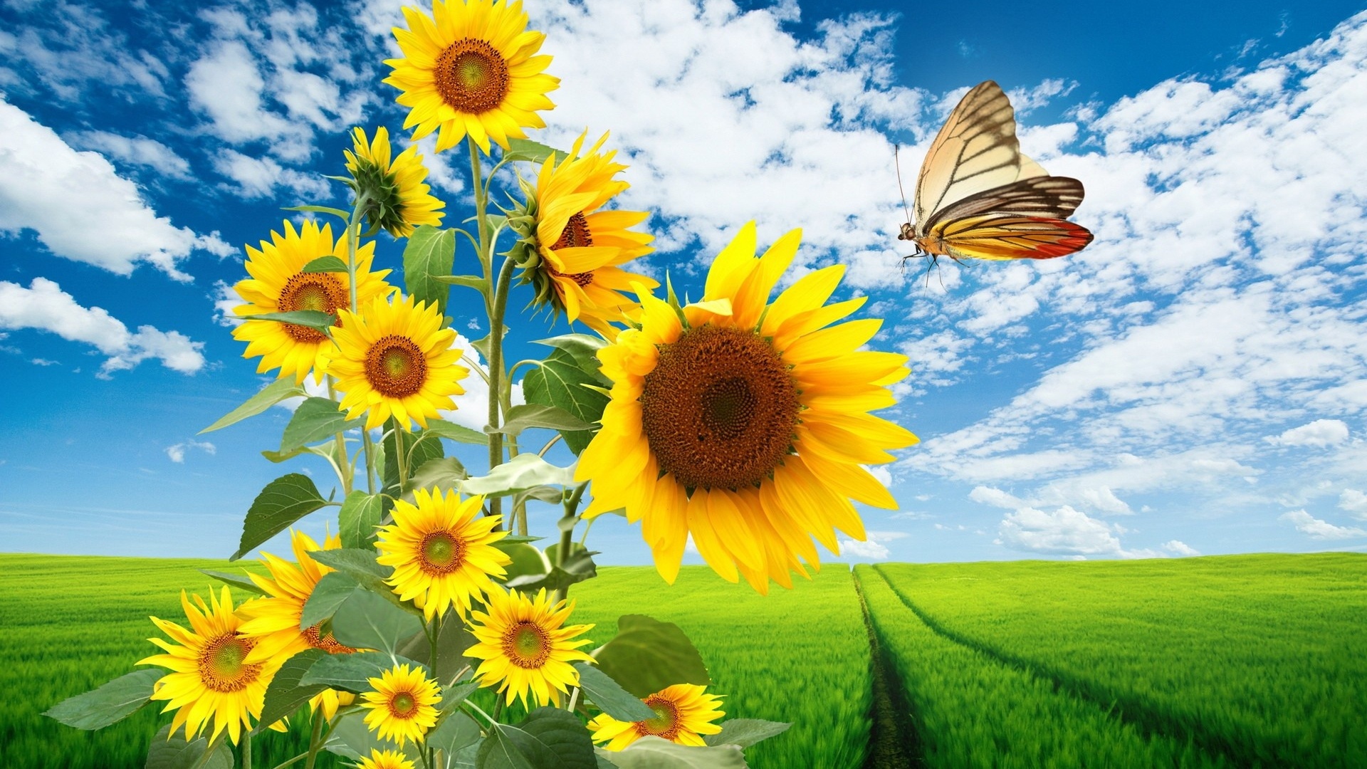 pictures-field-sunflower-wallp-51830-1920x1080.jpg