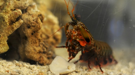 mantis-shrimp.jpg