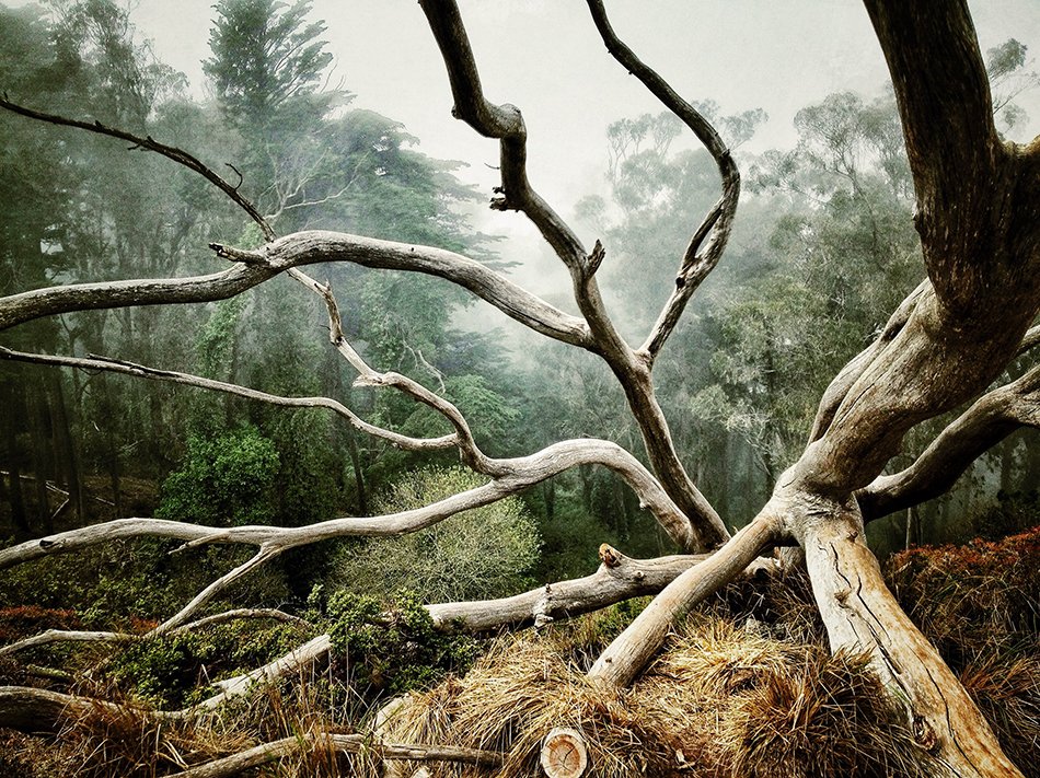 best-photo-of-trees-aaron-pike-of-san-francisco-calif.jpg
