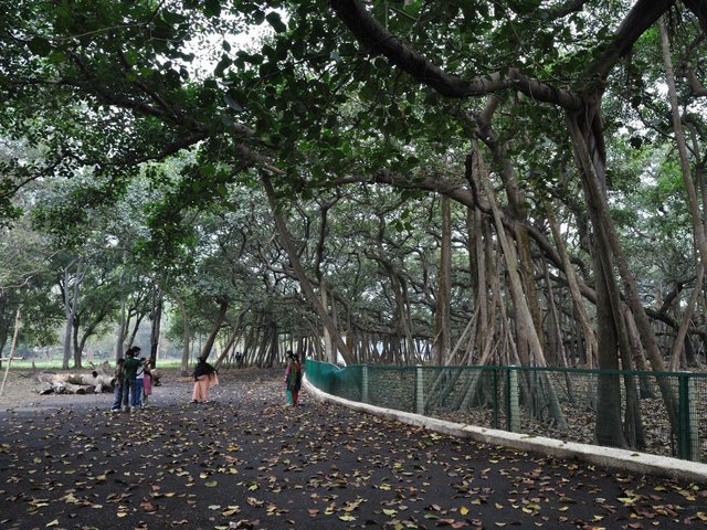 india-kolkata-great-banyan-tree.jpg