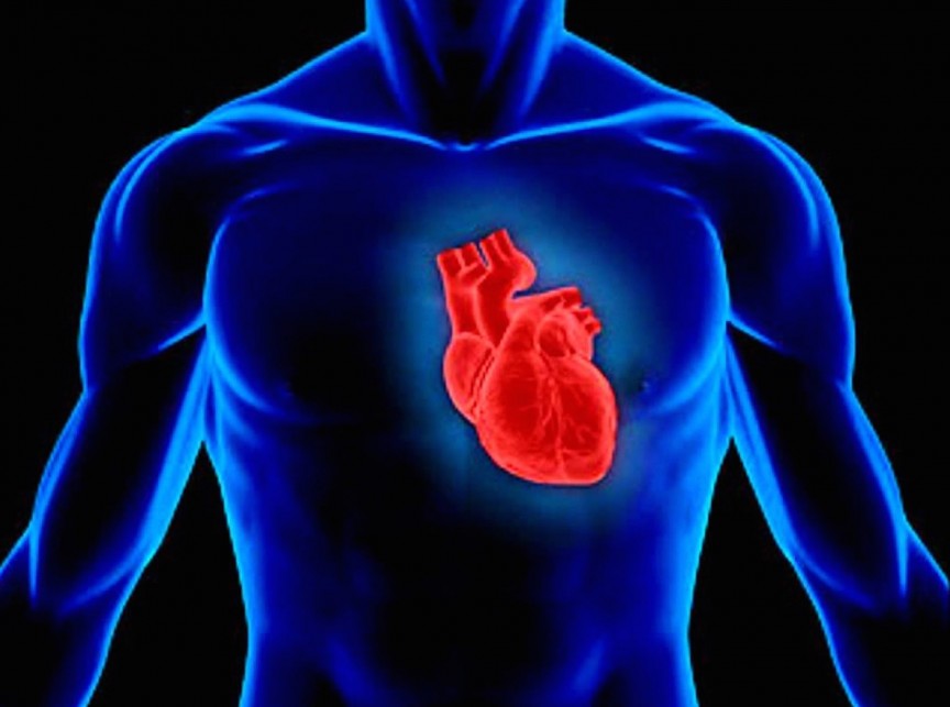 Heart-www.stemcellclinic.com_.jpg