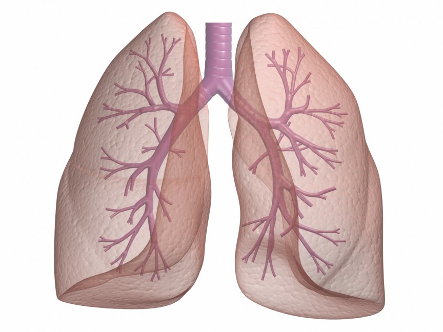 Lungs-www.gopixpic.com_.jpg