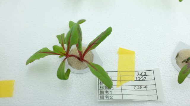 toshiba-clean-room-small-plant-marker.jpg