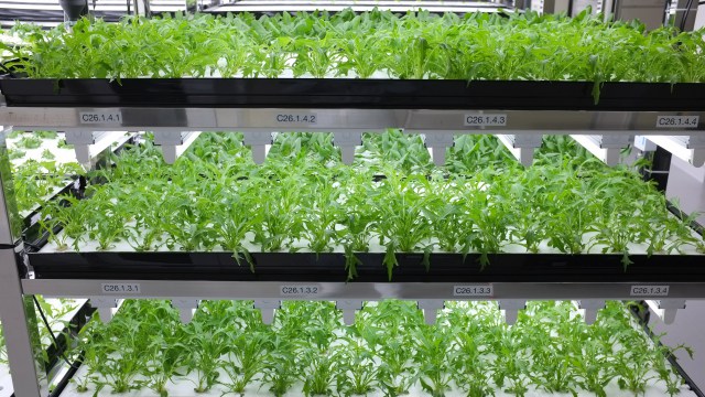 toshiba-lettuce-shelves.jpg