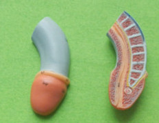 ISO-Deluxe-Male-Genital-Organs-model-Anatomy-Genitals-model.jpg