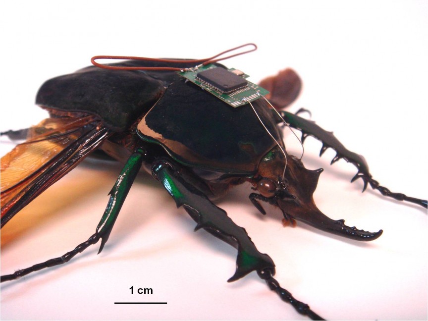 Hybrid-Insect-Micro-Electro-Mechanical-Systems.jpg