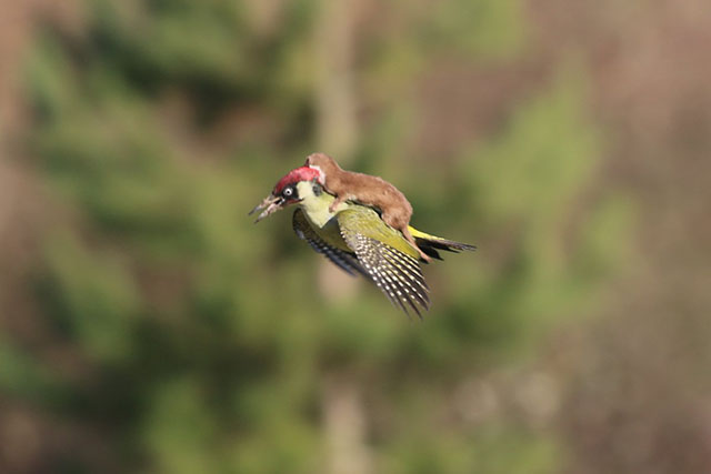 woodpeckerweasel.jpg