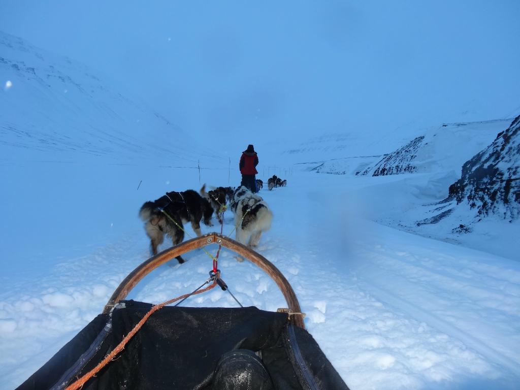 svalbard-husky.jpg