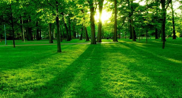 Hình nền thảm cỏ xanh dịu