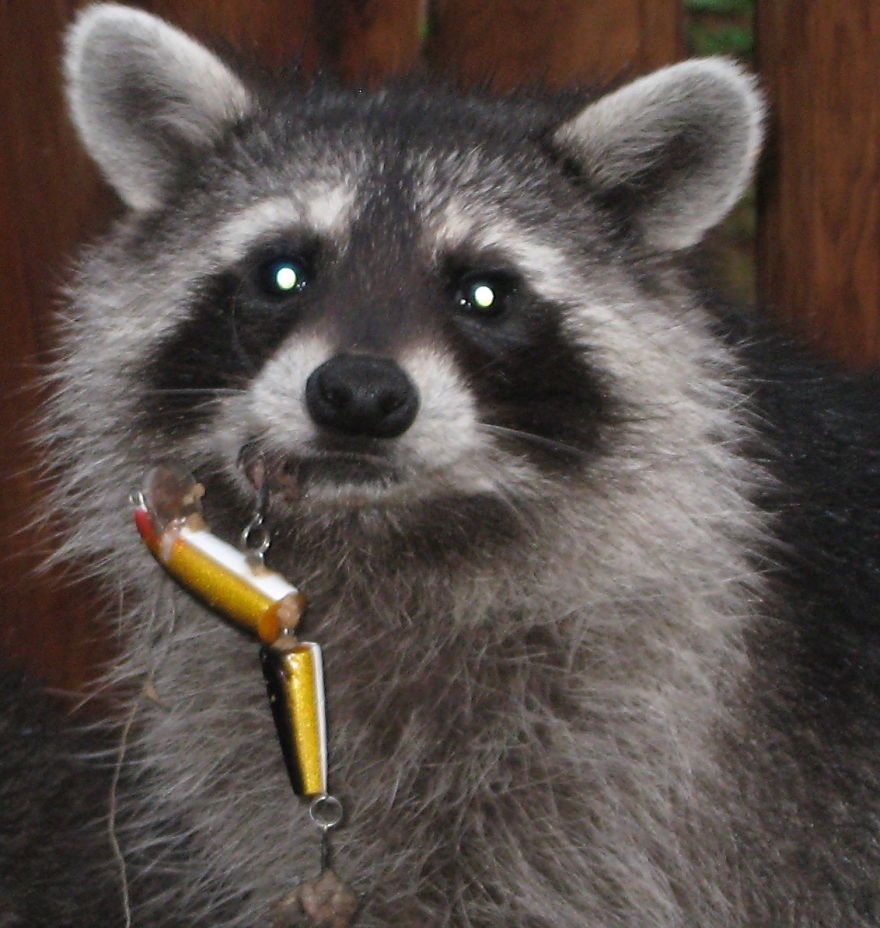 Young-Raccoon-Lure-in-Lip__880.jpg