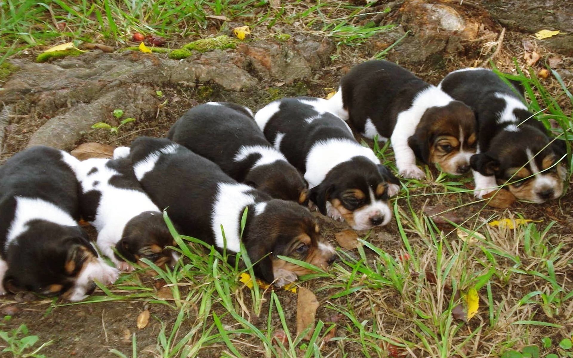 WowWindows8-Beagle Pupies Wallpaper_2014.jpg