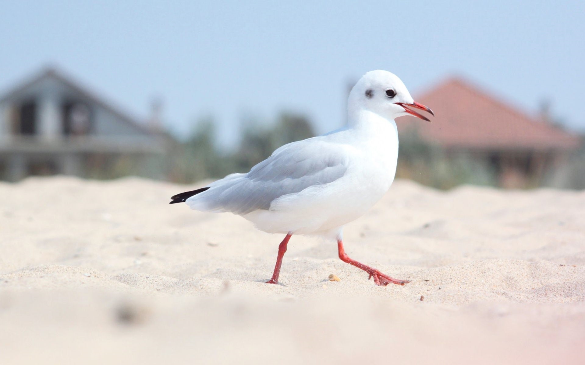 WowWindows8-Bird Seagull Sand Beach Wallpaper_2014.jpg