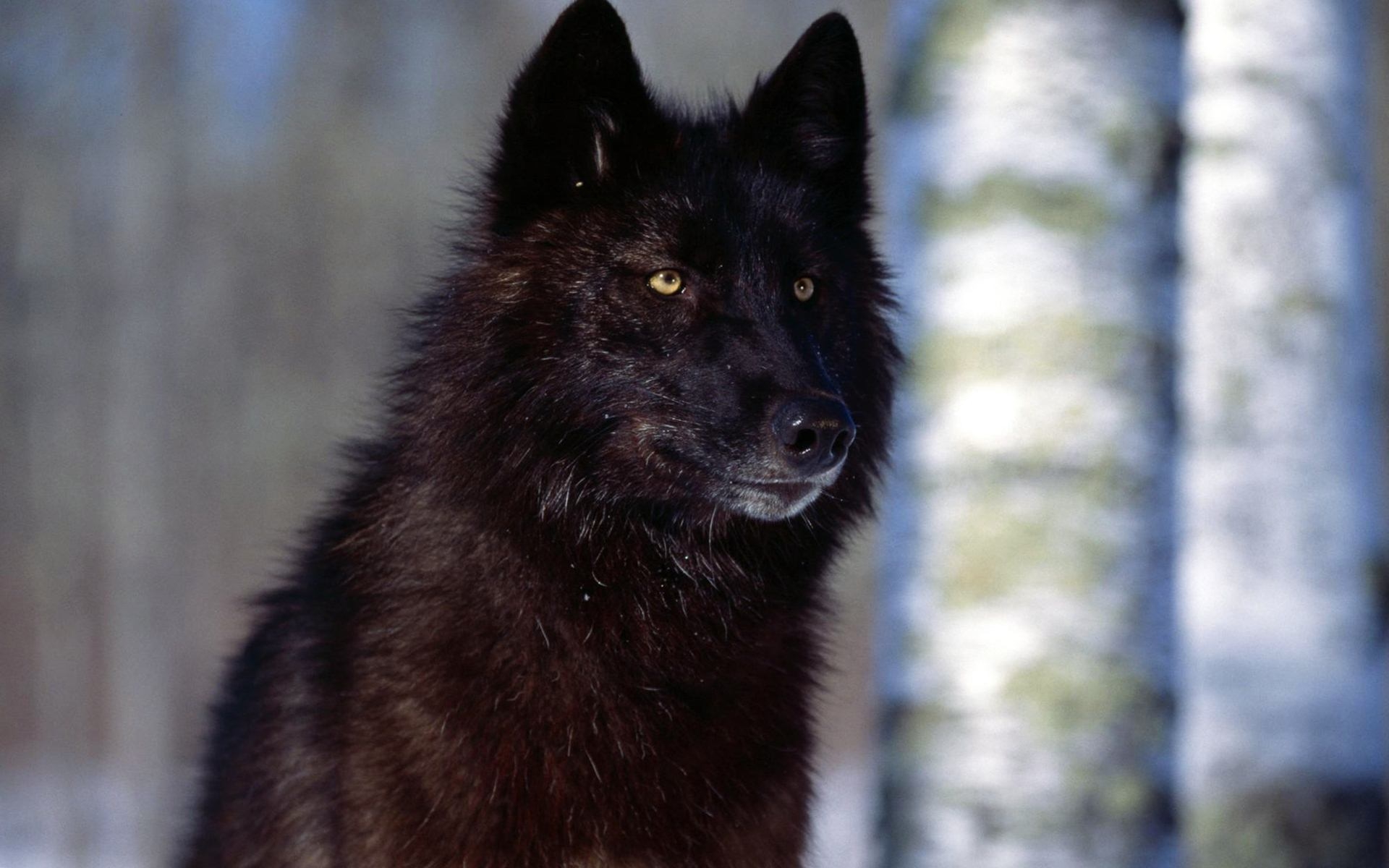 WowWindows8-Black Wolf With Yellow Eyes Wallpaper_2014.jpg