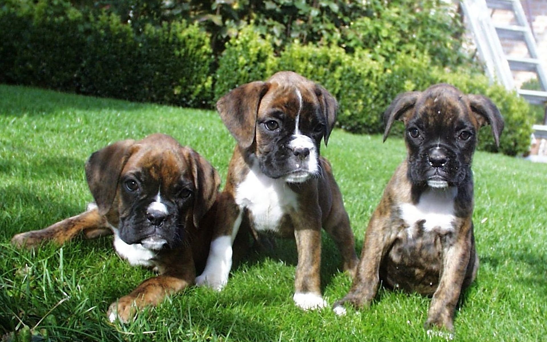 WowWindows8-Boxer Dog Pupies Wallpaper_2014.jpg