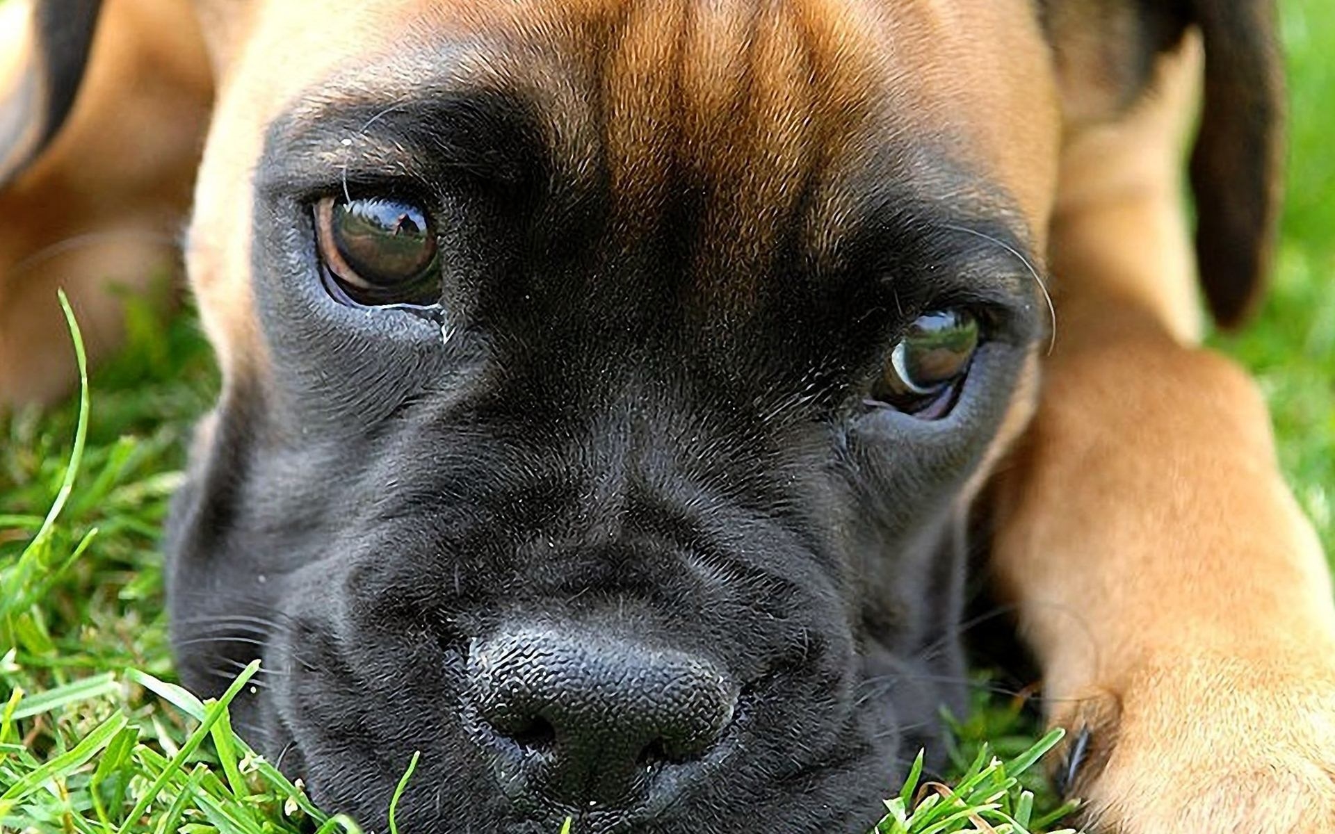 WowWindows8-Boxer Dog Wallpaper_2014.jpg