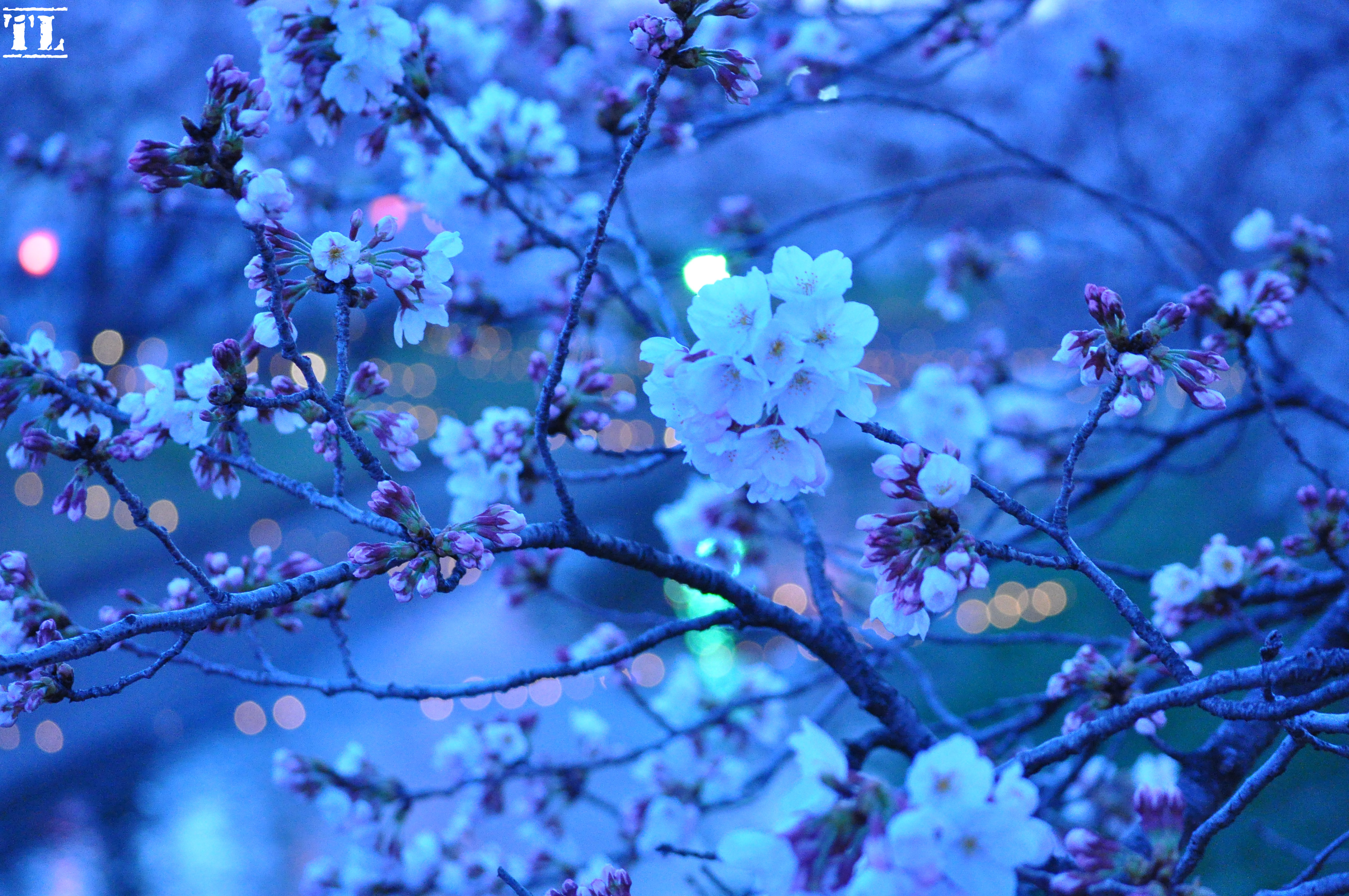 DSC_5615sakura3.jpg