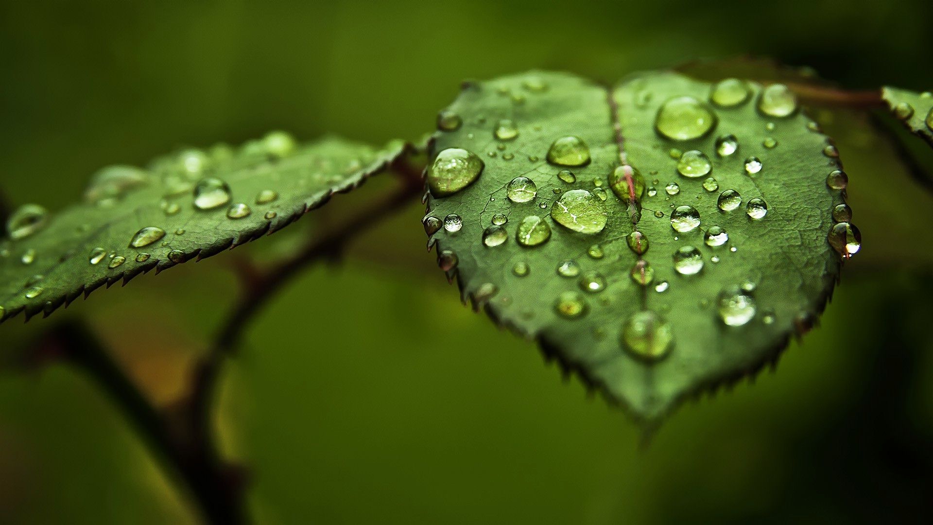 3D Leaf With Water Drop Wallpaper_2.jpg