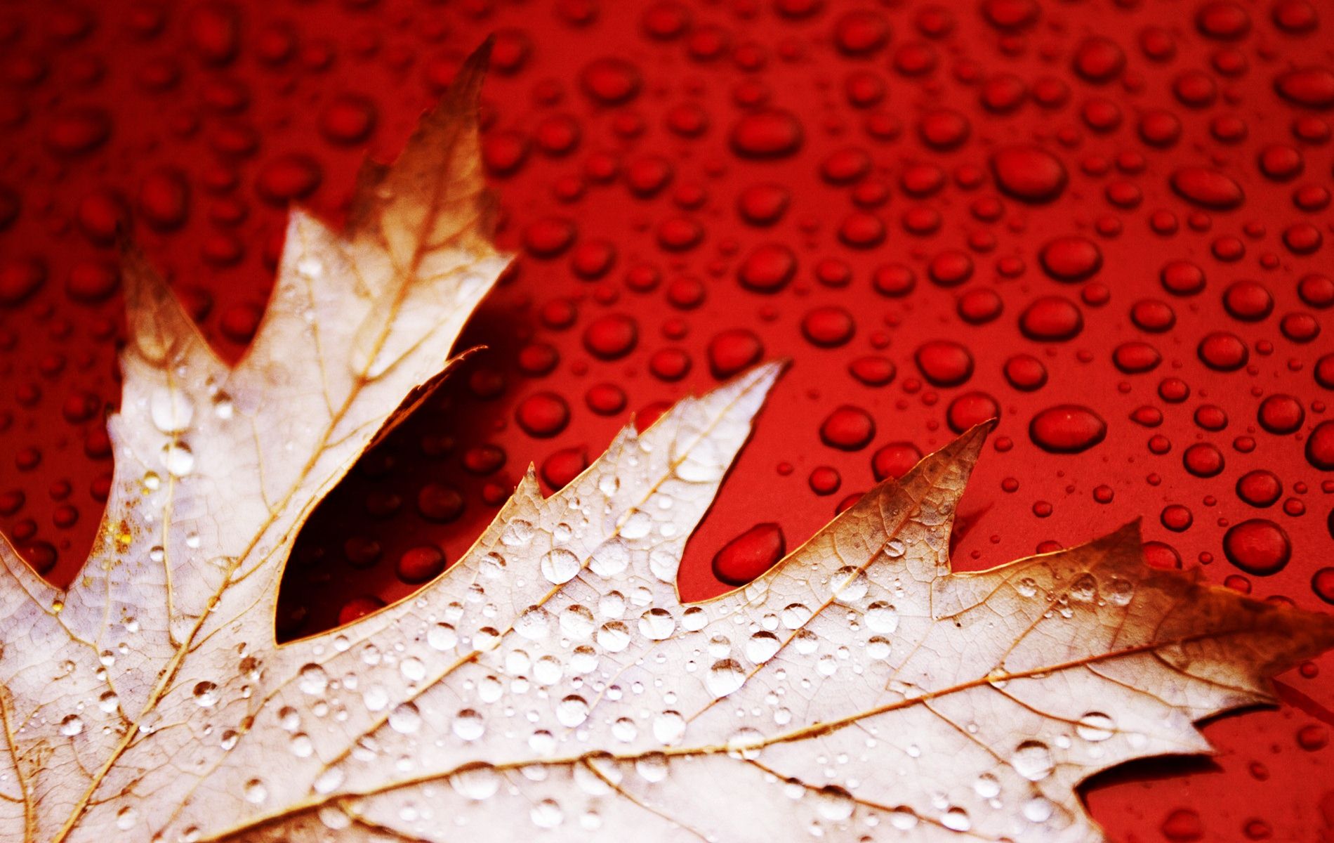 3D Leaf With Water Drops Wallpaper_2.jpg