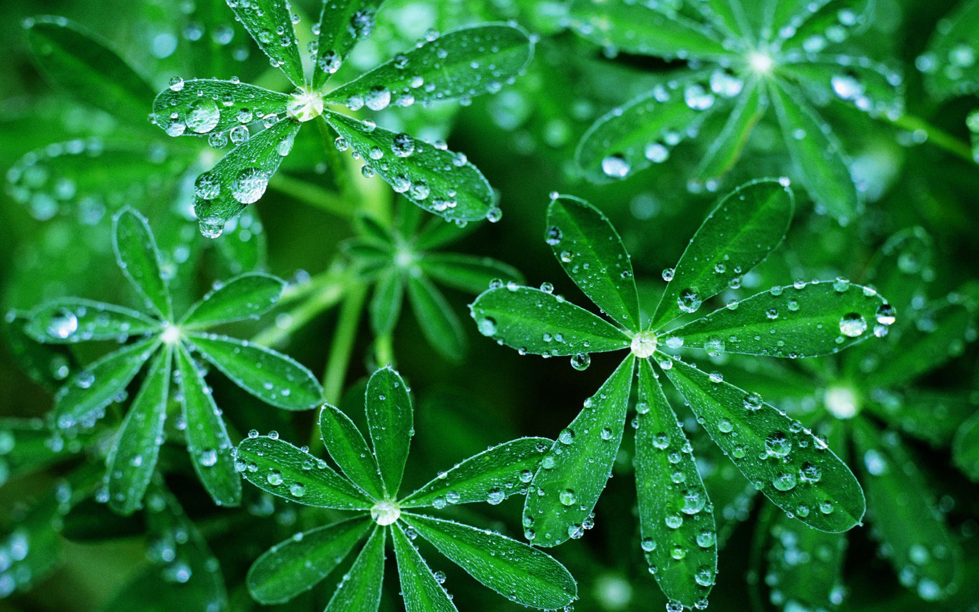 3D Leaves And Water Drop Green Wallpaper_2.jpg