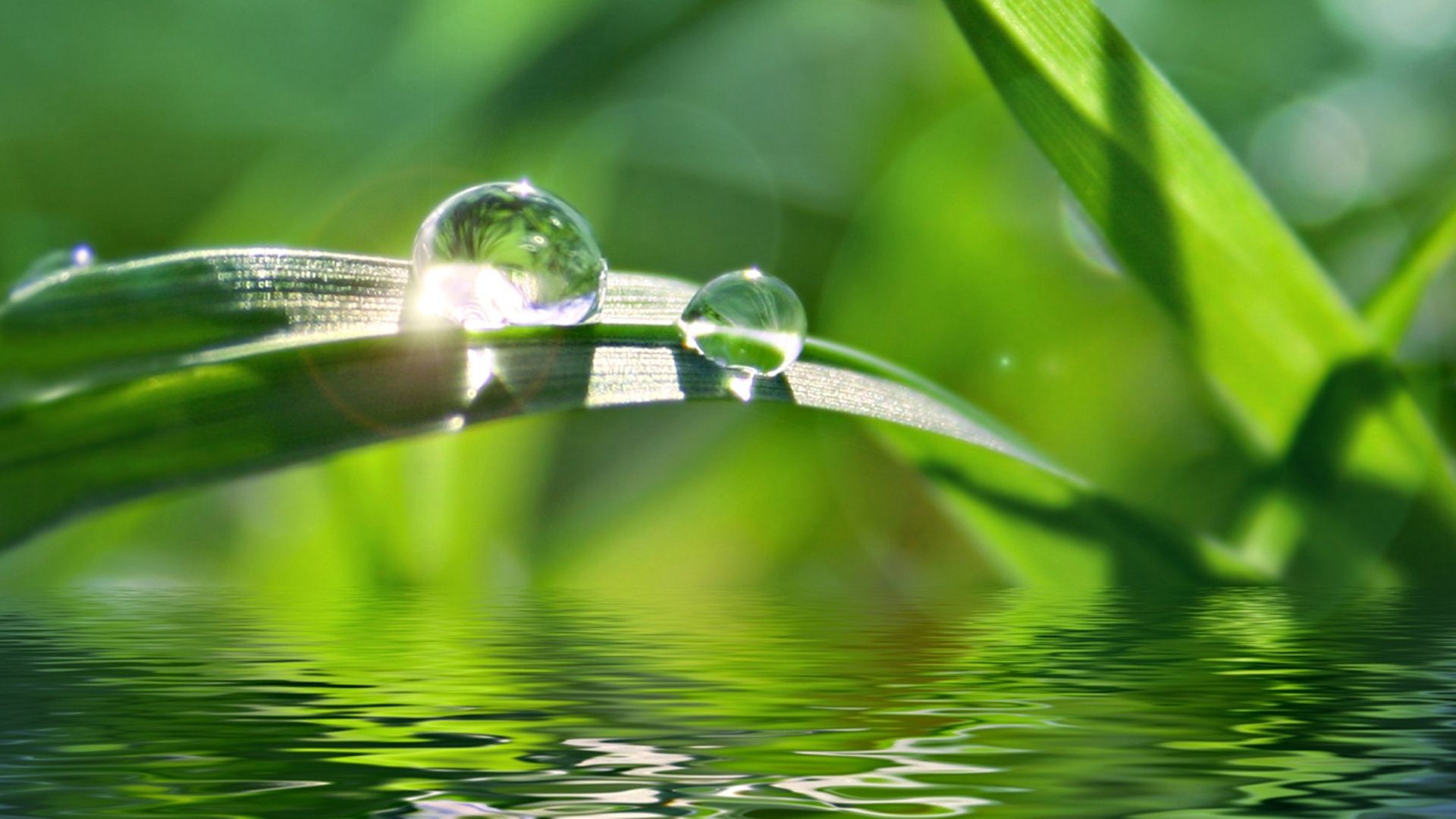 3D Leaves And Water Drop Photography Wallpaper_2.jpg