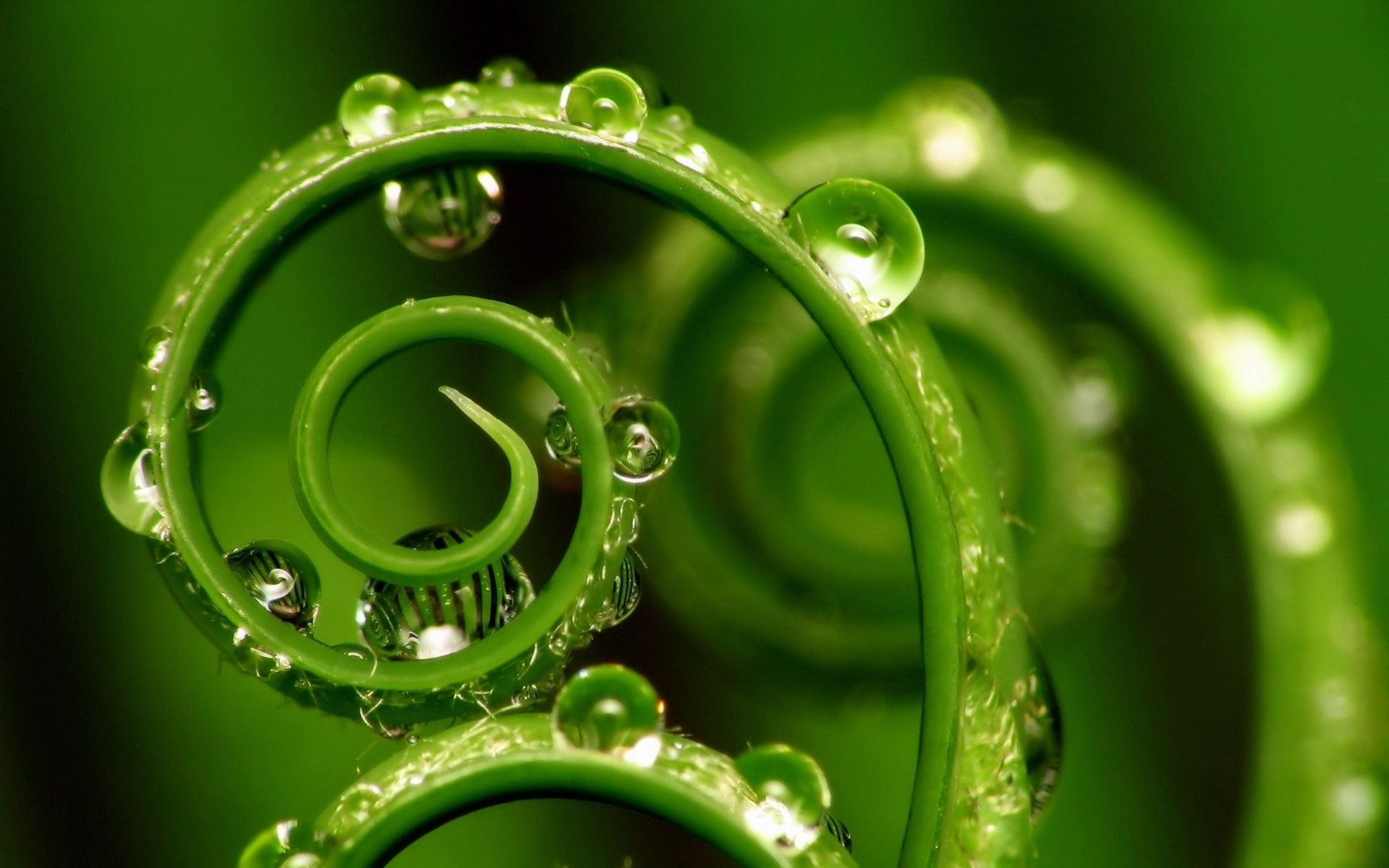 3D Leaves And Water Drop Round Wallpaper_2.jpg