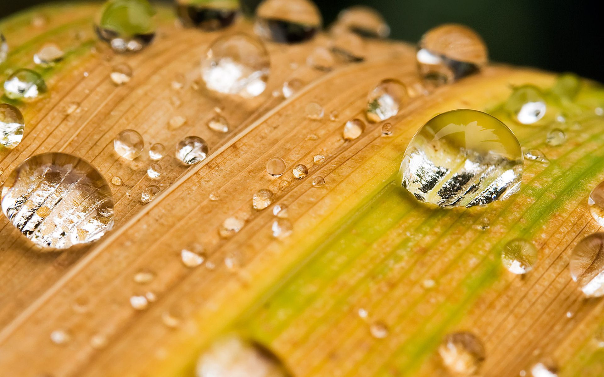 3D Leaves And Water Drop Wallpaper_2.jpg