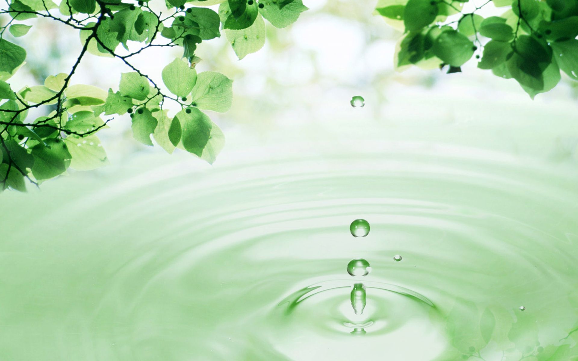 3D Leaves And Water Drops Wallpaper_2.jpg