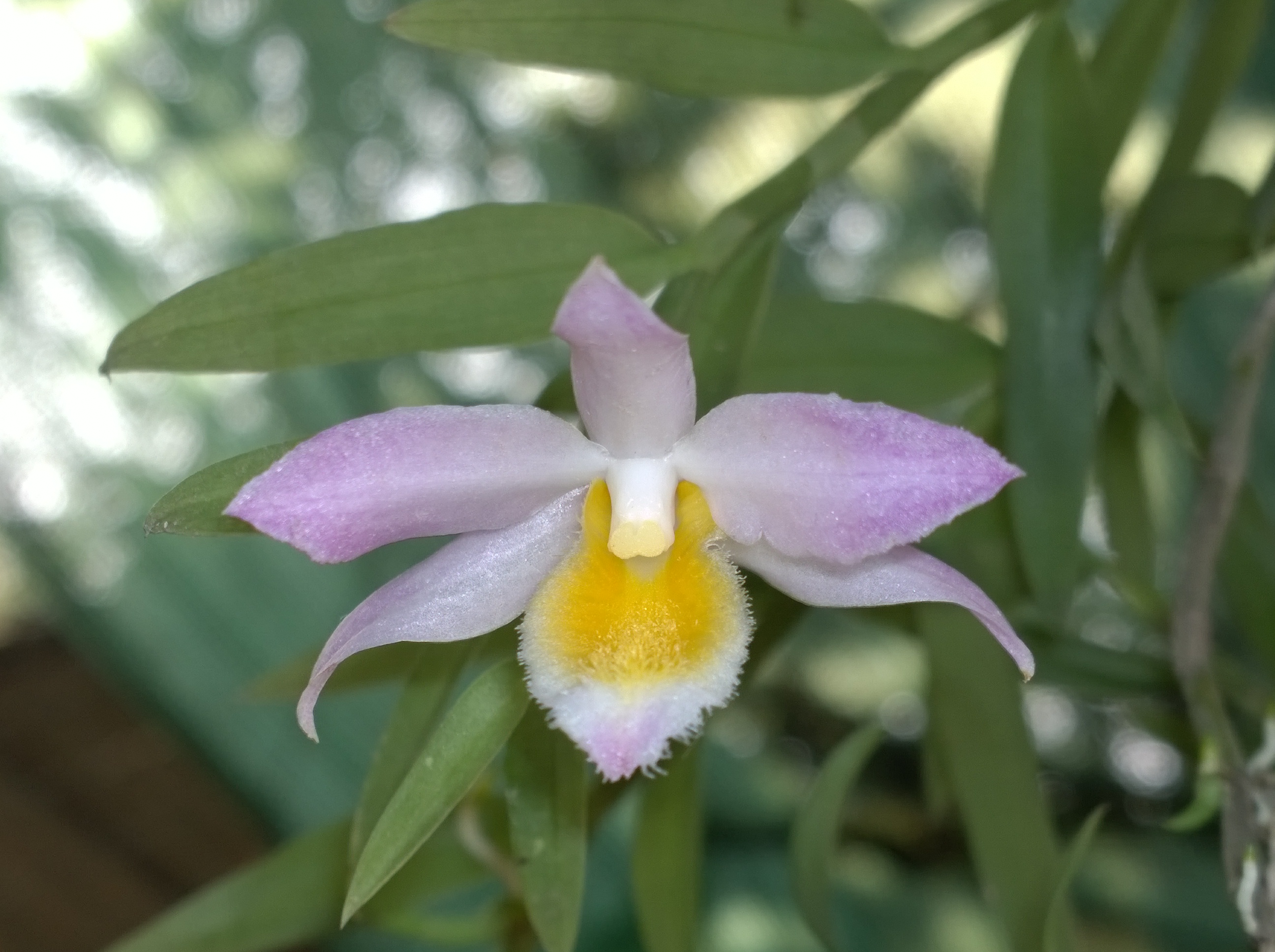 Dendrobium loddigesii3.jpg