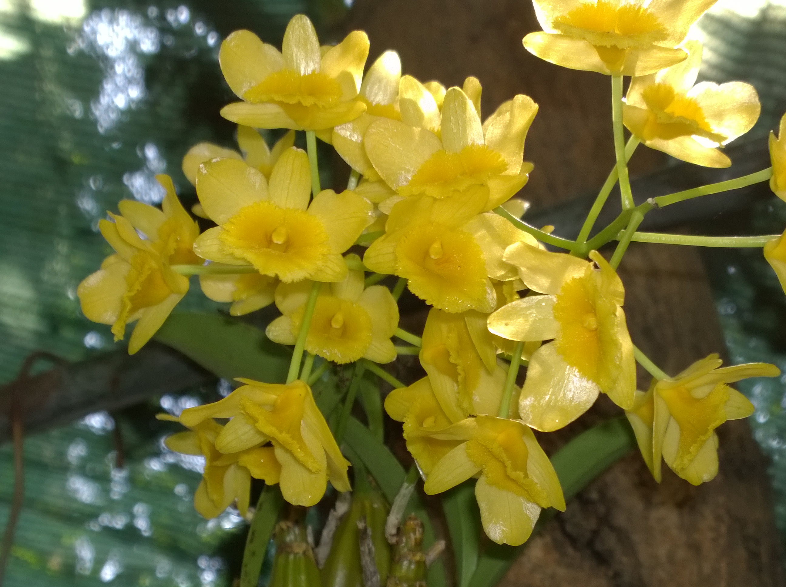 Dendrobium chrysotoxum 3.jpg