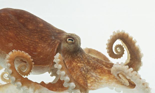 octopus_skin_see.jpg