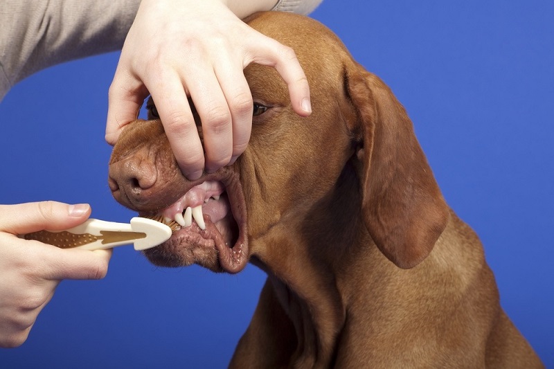 Dog tooth brushing shutterstock_94429726.jpg