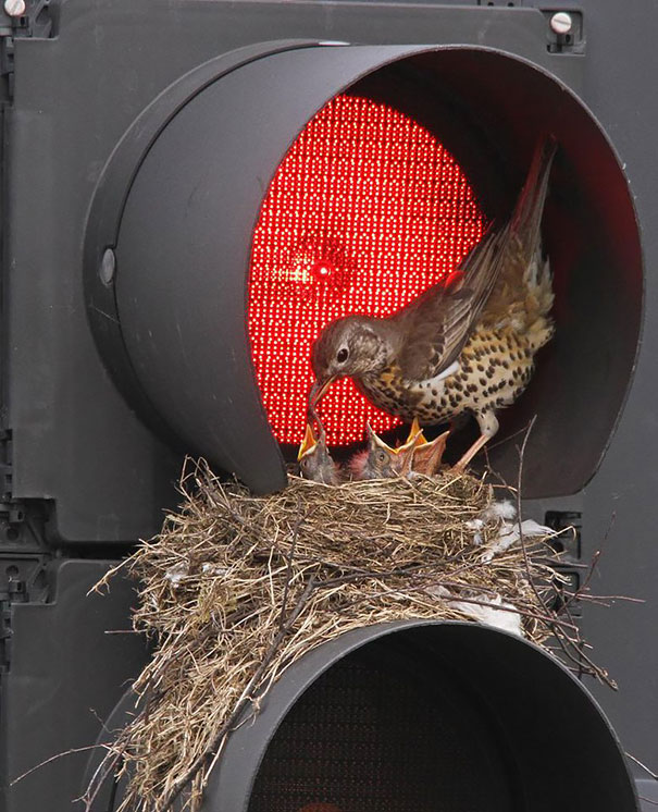 bird-nests-unusual-places-12__605.jpg