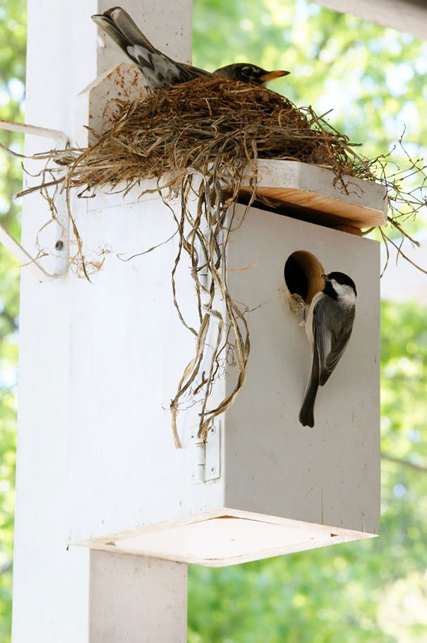 bird-nests-unusual-places-15__605.jpg